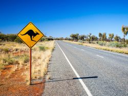 oad sign for kangaroos in Australia