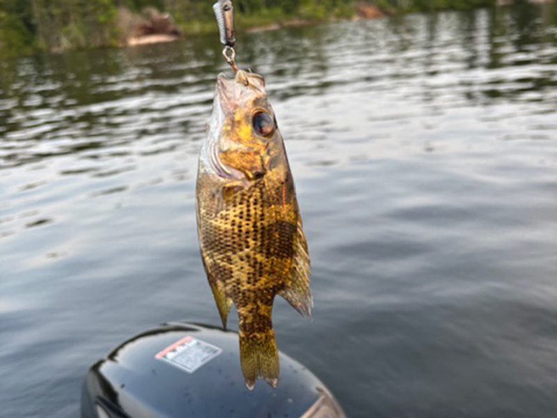 Rock bass biting a lure